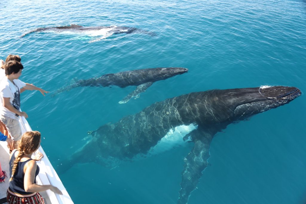 Tasman-Venture-Whale-Watching-Platypus-Bay-Whale-encounter-3-whales.jpg