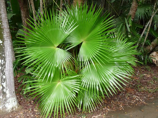 palmiers.jpg