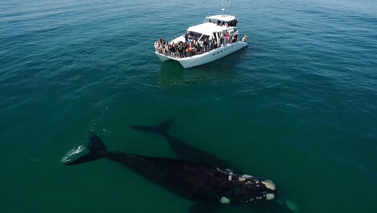 1547718421_activity_Twowhalesinfrontofboat.jpg