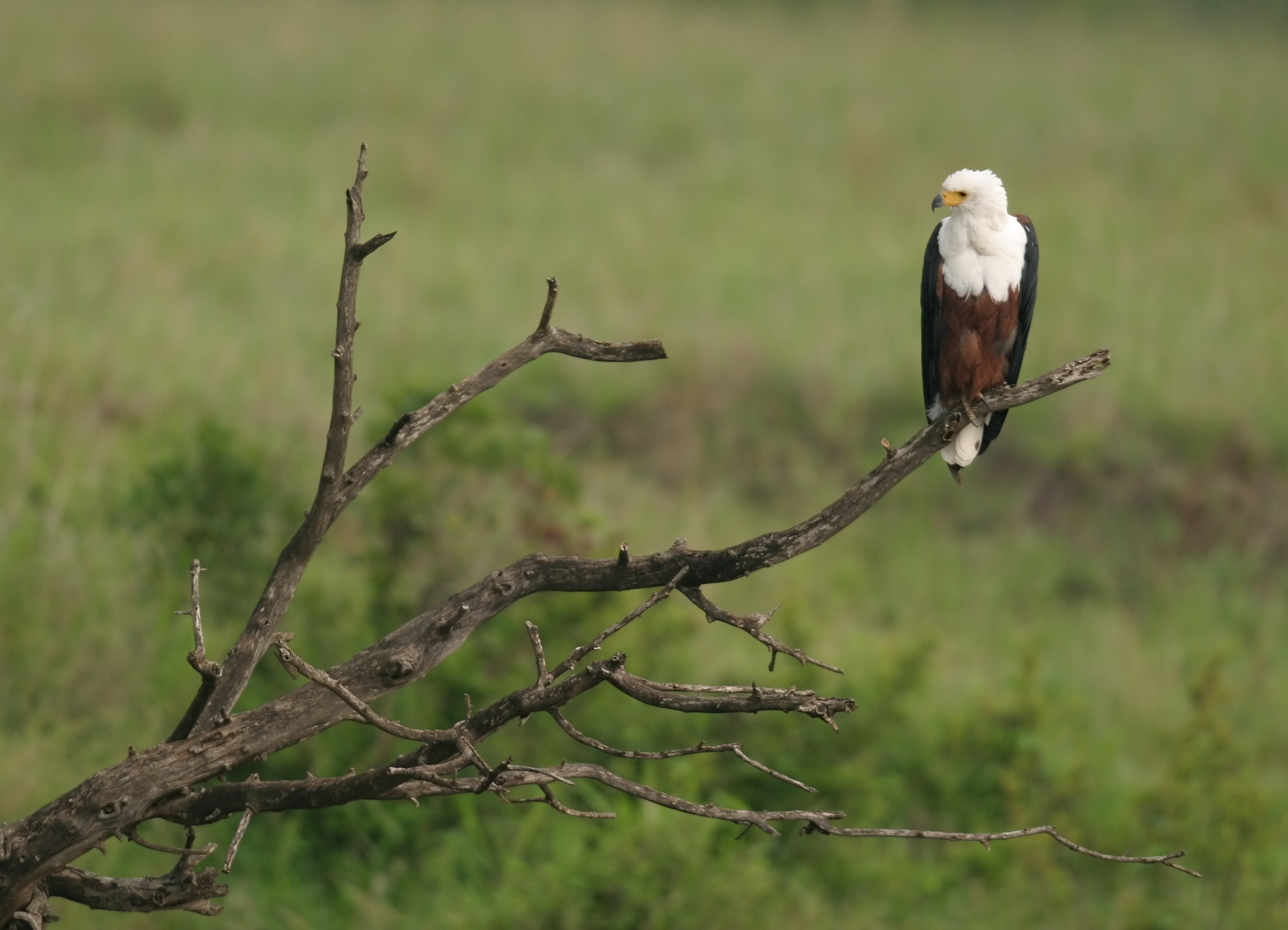 African Fish Eagle_0.jpg