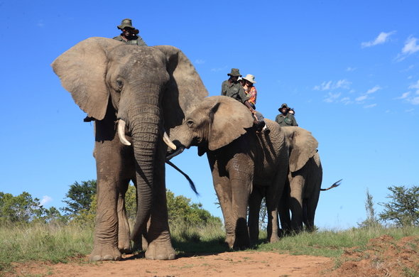 camp-figtree-elephant-back-safari-590x390.jpg