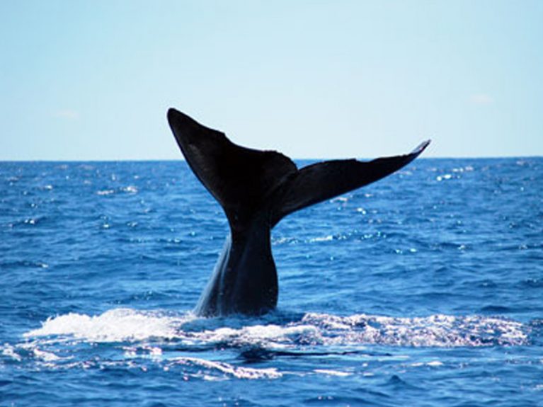 whale2-767x575.jpg