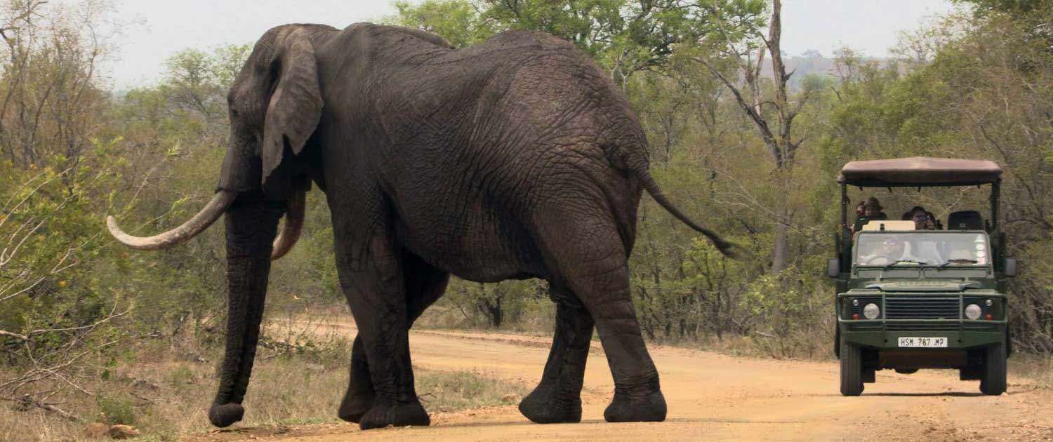Kruger-Game-Drive-1500x630-1.jpg