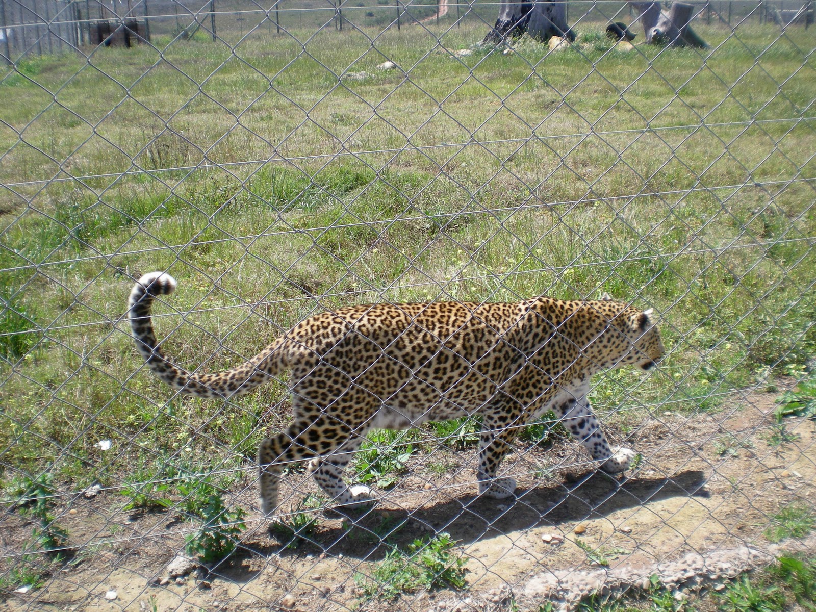 Wild Cat Reserve 003.jpg
