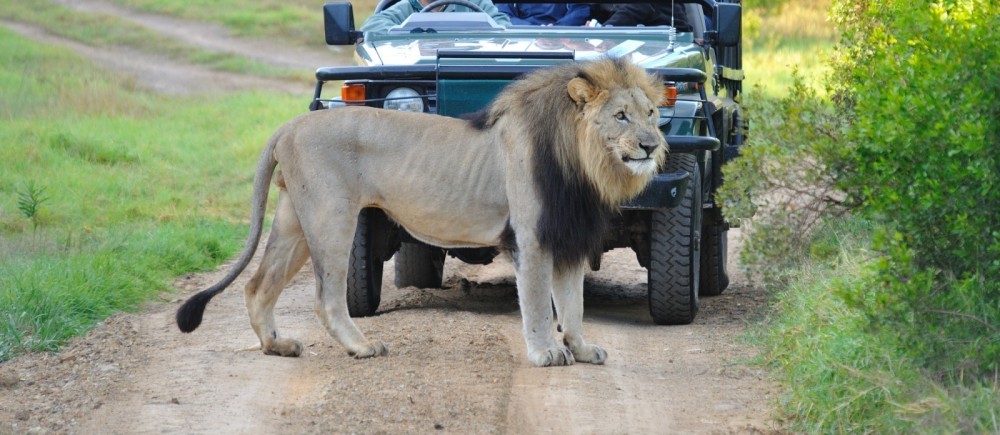 lion x.jpg