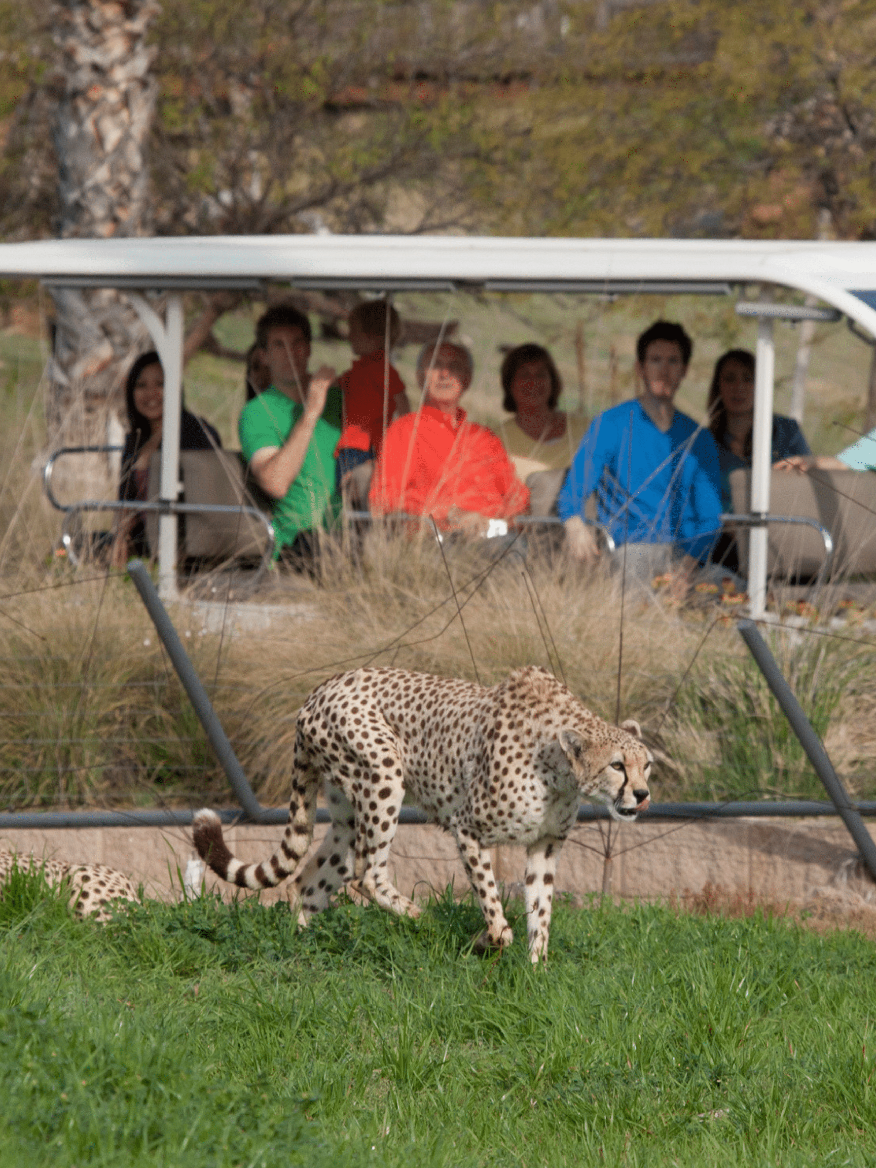 cheetah-san-diego-zoo-safari-park.png
