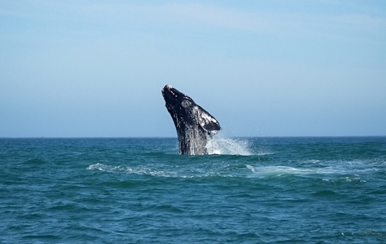Whale-watching-Photo-Delle-Chan.jpg