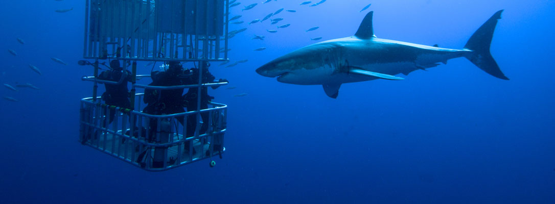 shark _1_.jpg