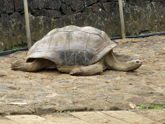 tortue-geante.jpg