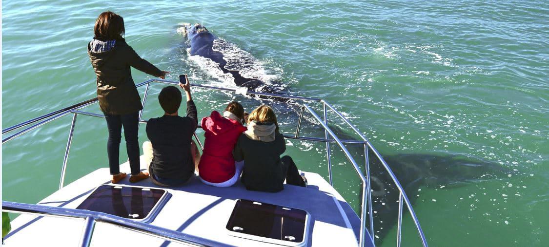 s-town-boat-company-whale-watching.jpg