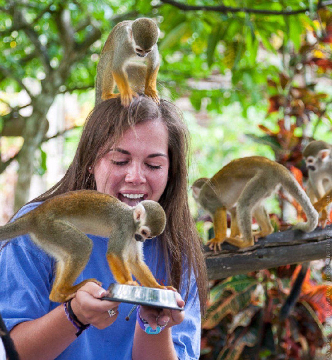 monkey.jpg