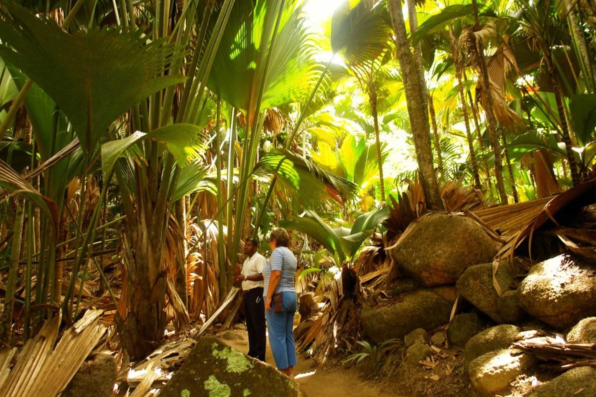 Vallee-De-Mai-Praslin.jpg