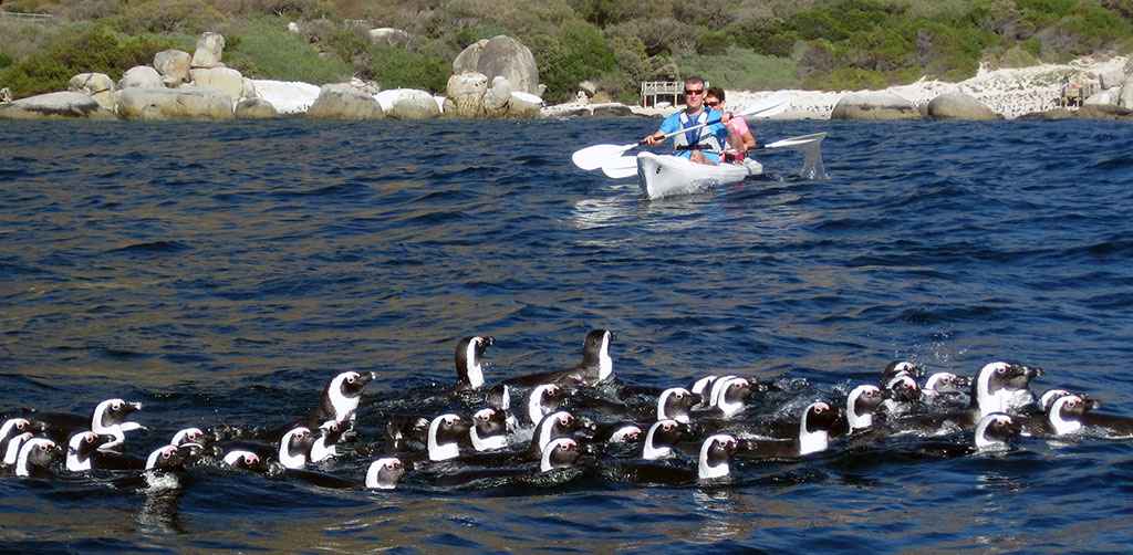 pingu-and-kayak.jpg