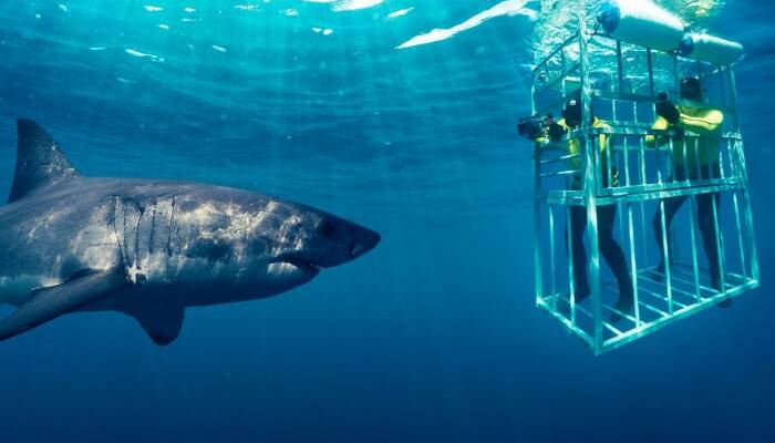 Shark-Cage-Diving-Cage.jpg
