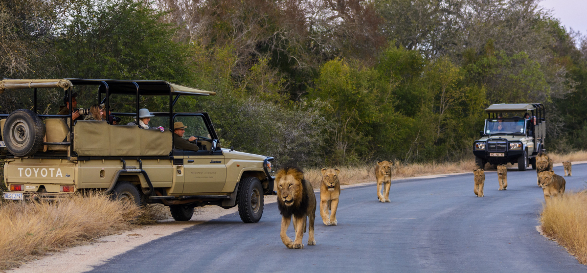 kruger-national-park-south-africa-safari-game-drive.jpg