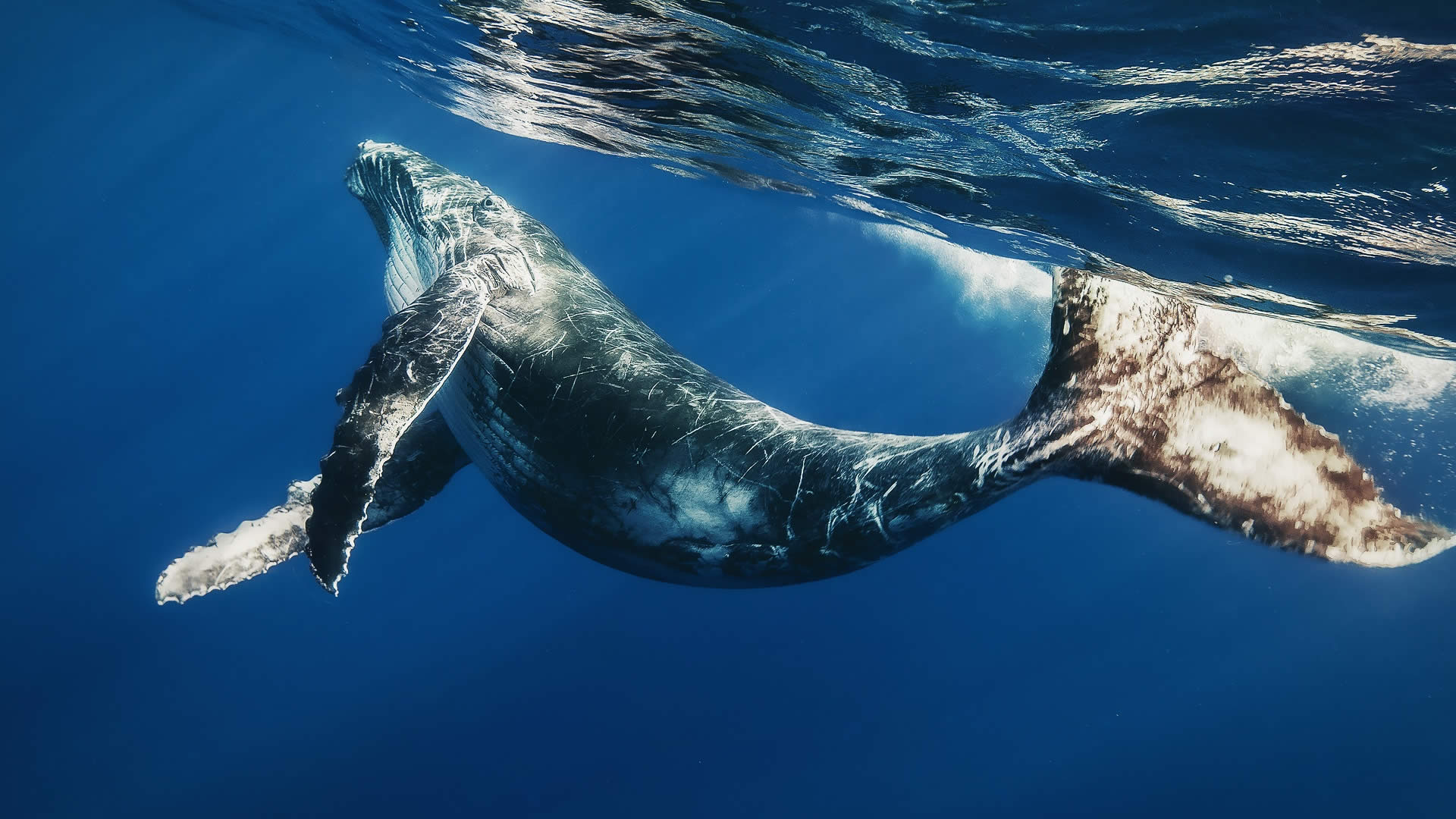 Whale-Phin-BG-2.jpg