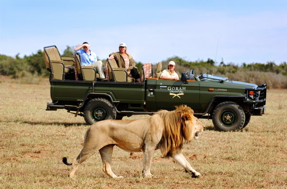 gorah-elephant-camp-game-drive-lion-590x390.jpg