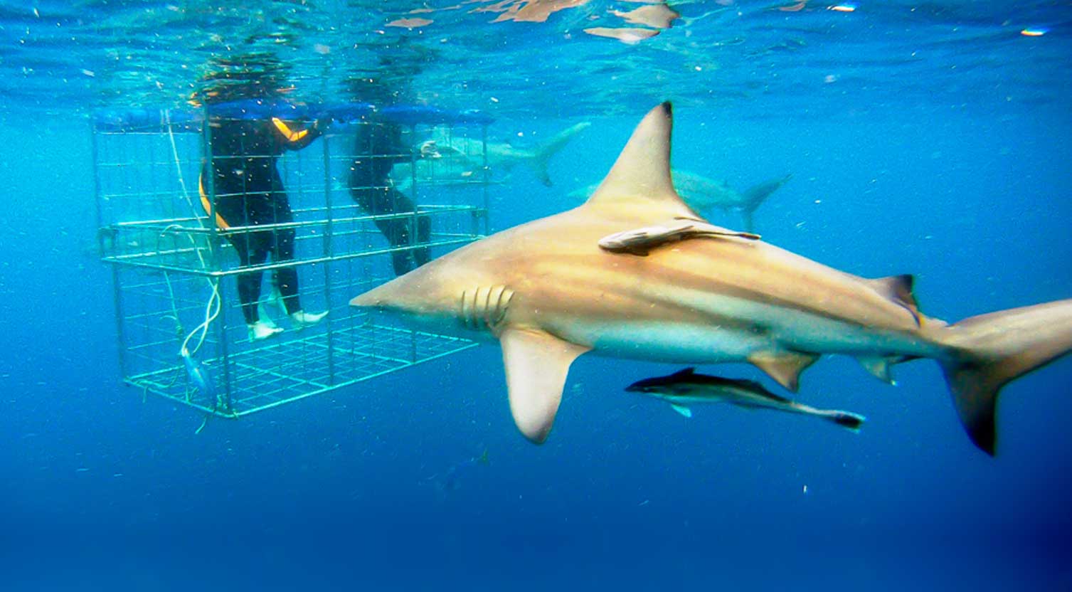 aliwal-dive-shark-cage-dive.jpg
