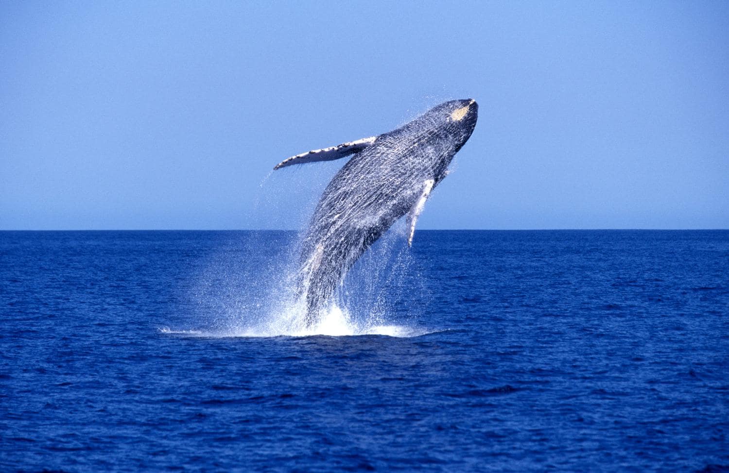 whale-cortez-ALAMY-xxlarge.jpg
