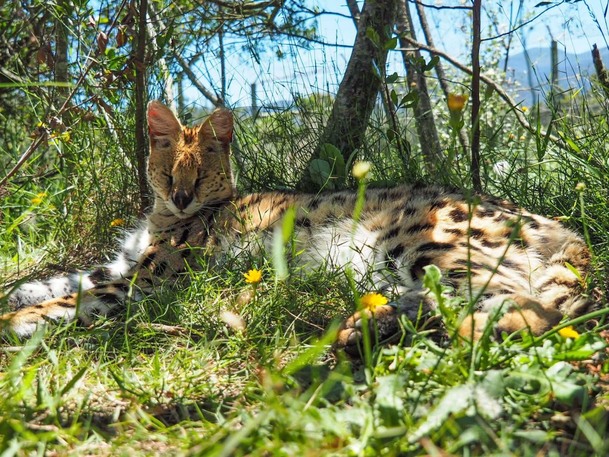 sleepin cat.jpg