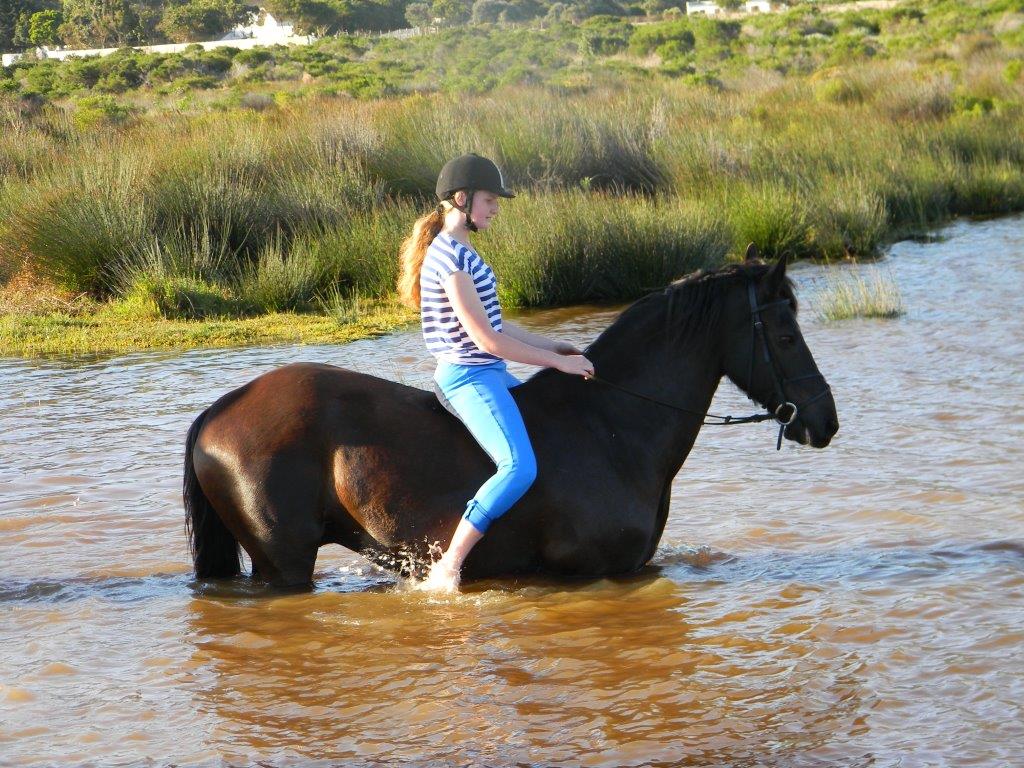 horses-swimming-015.jpg