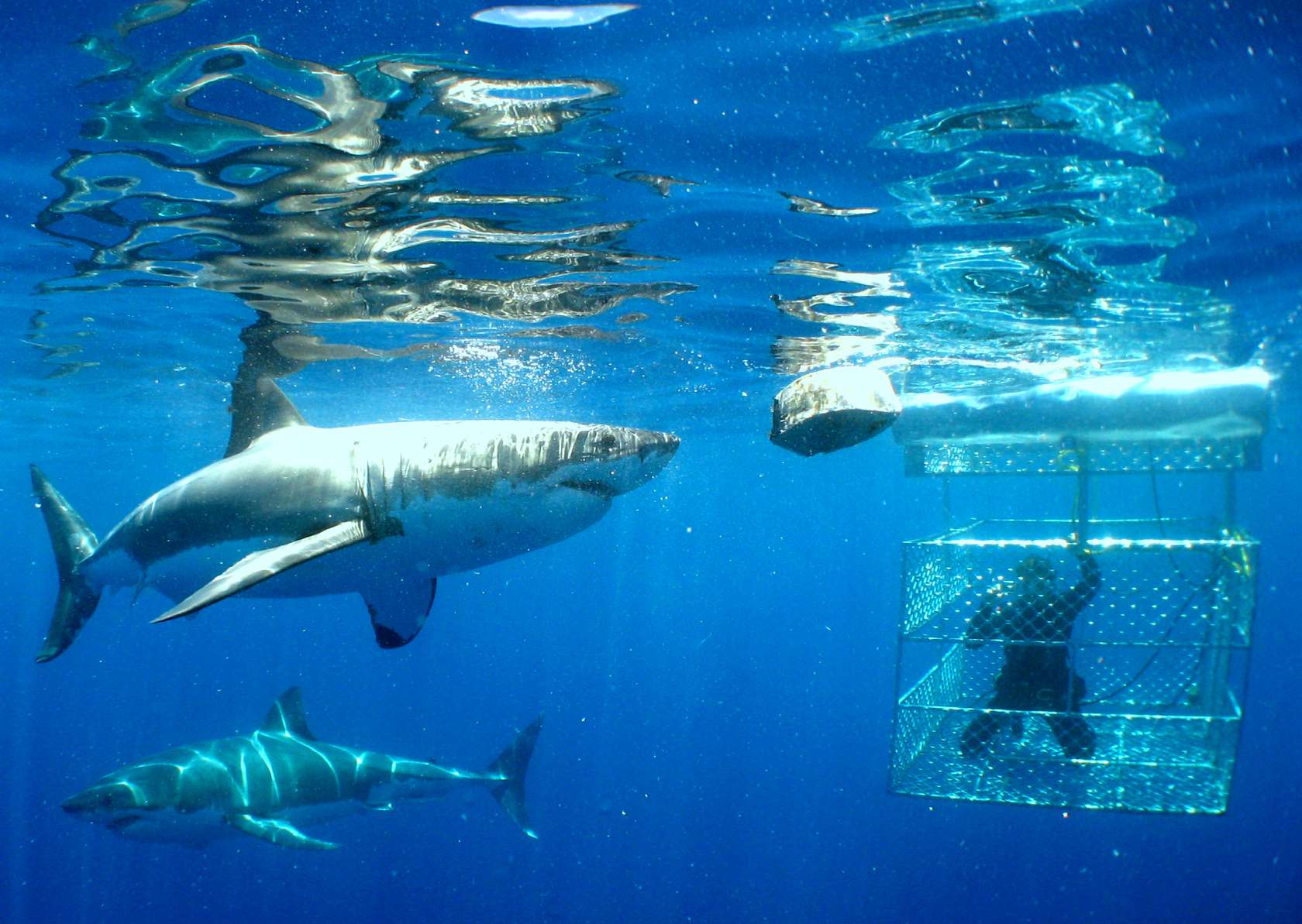Great-White-Shark-Cage-Diving.jpg