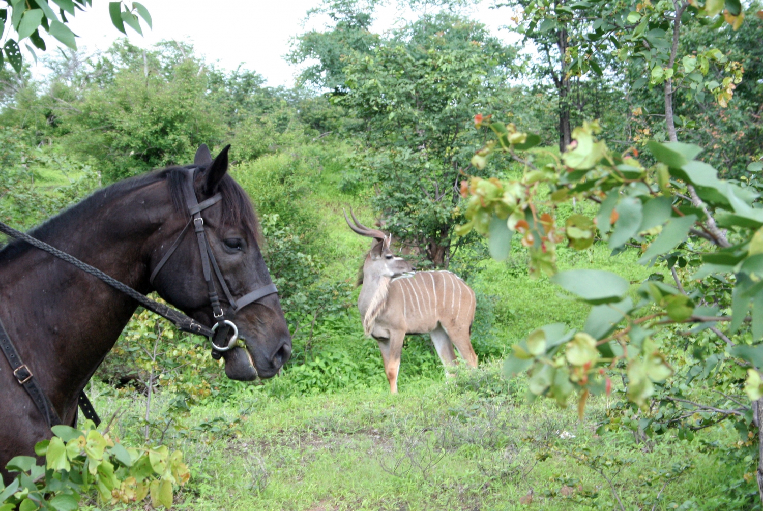 wild-horizons-horse-riding-safaris-505144.jpg