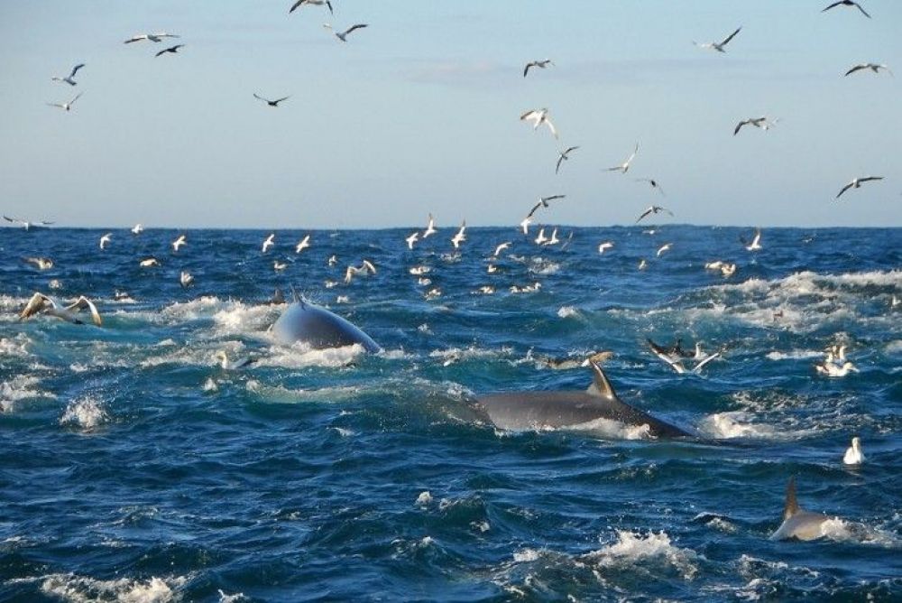 sardinerunsurfturf_17740.jpg