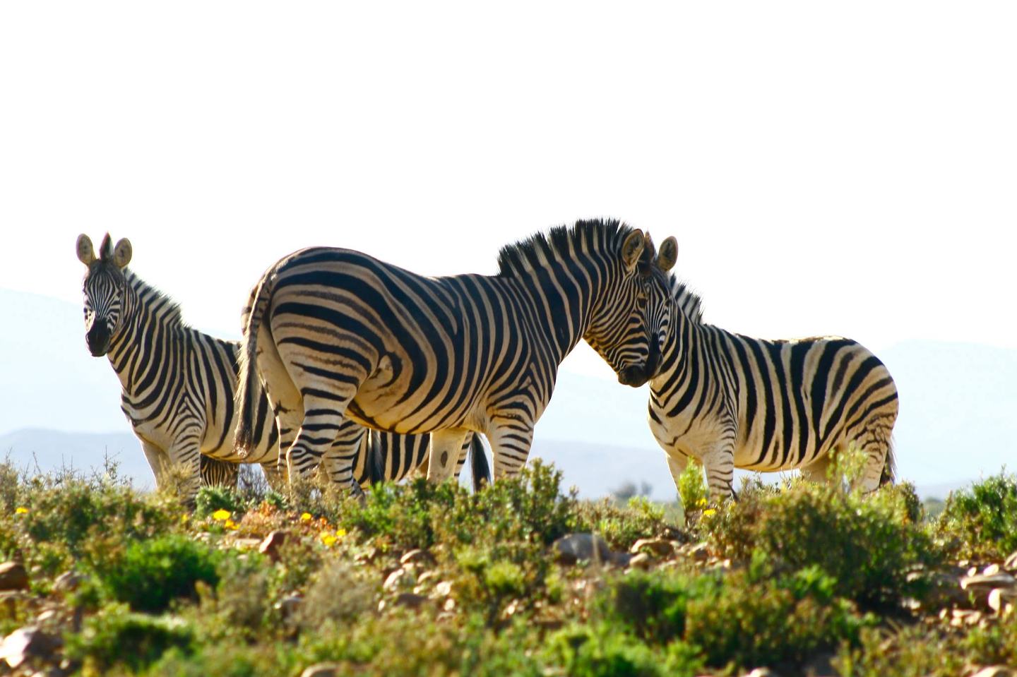 inverdoorn 04.jpg