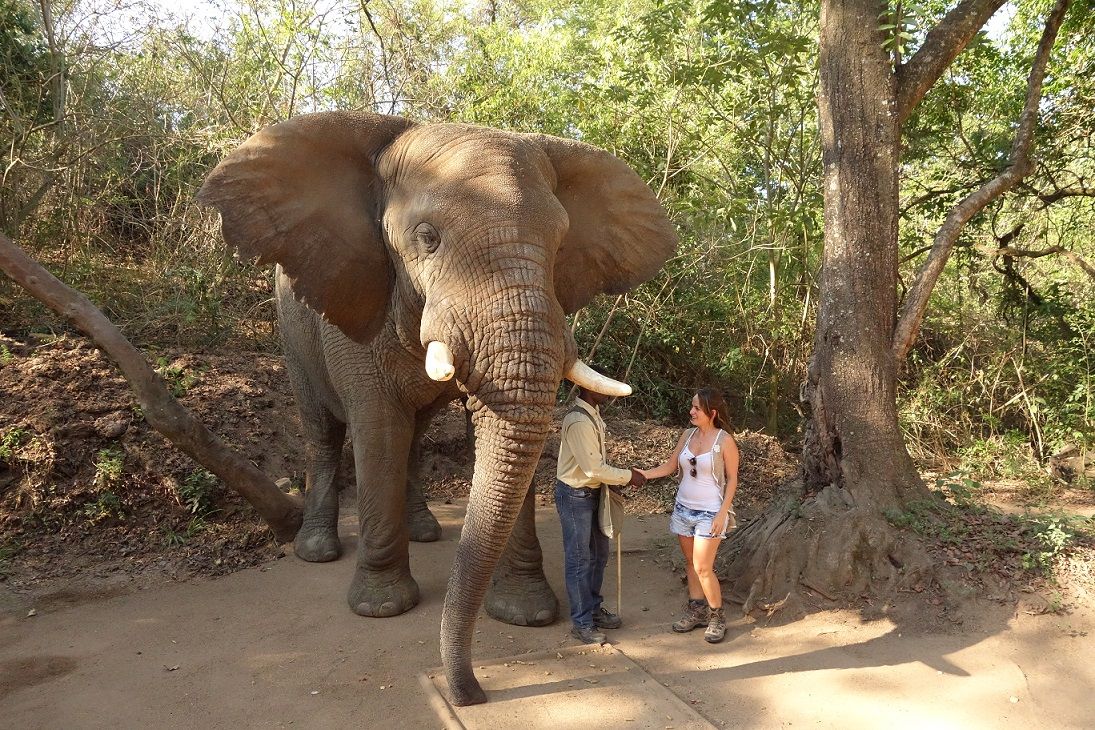 Elephant Whispers Destiny.jpg