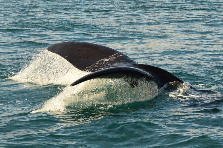 whale-watching-hermanus-770x512.jpg.optimal _1_.jpg