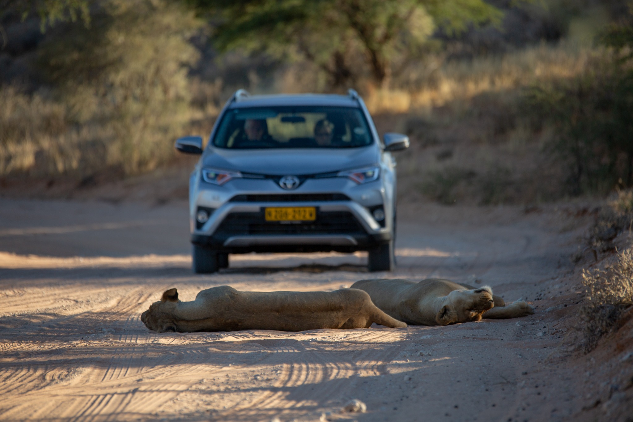 self-drive-safari-in-kgalagadi-transfrontier-park.jpg