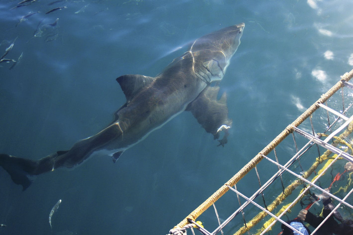 0-great-white-shark-cage-diving-safari-hermanus-timbuktu-travel.jpg