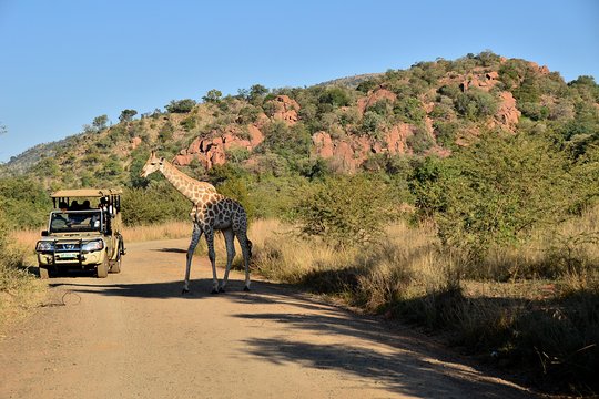 Game Drive-Mankwe Game Trackers