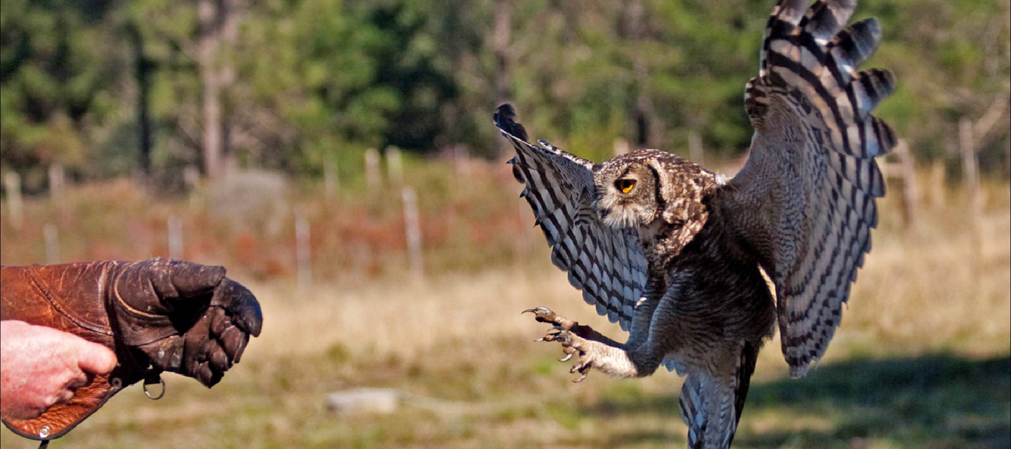 Flying Display-Radical Raptors