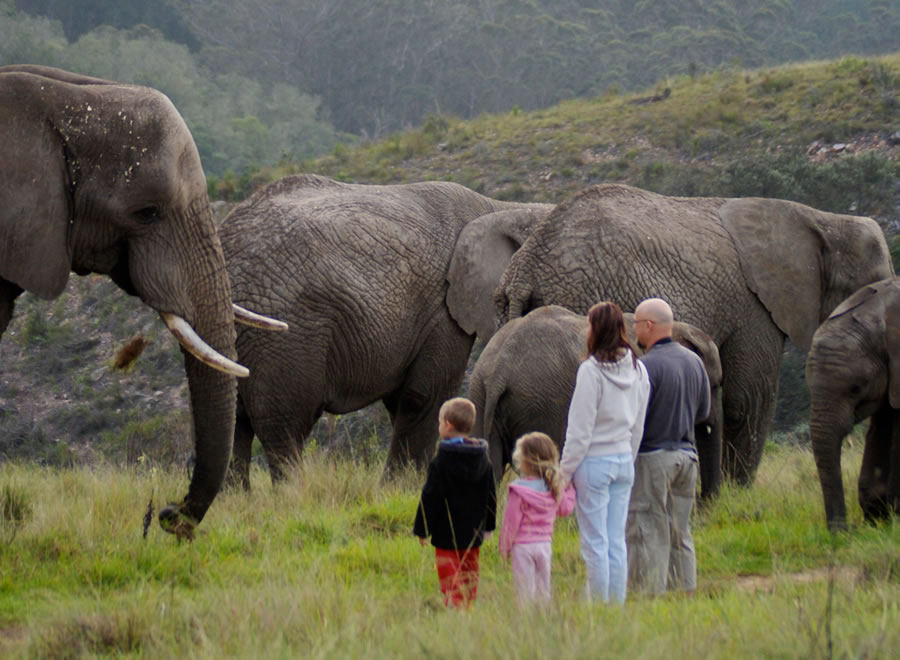 Elephant Daily Tours-Knysna Elephant Park