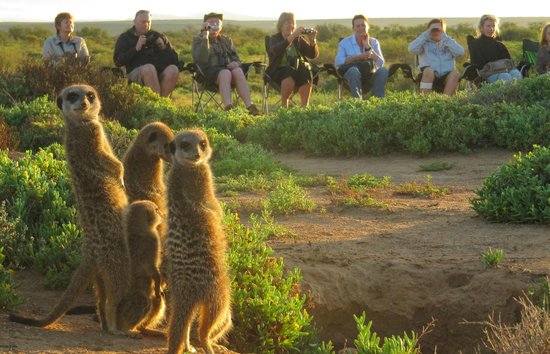 Meerkat Safari-Five Shy Meerkats