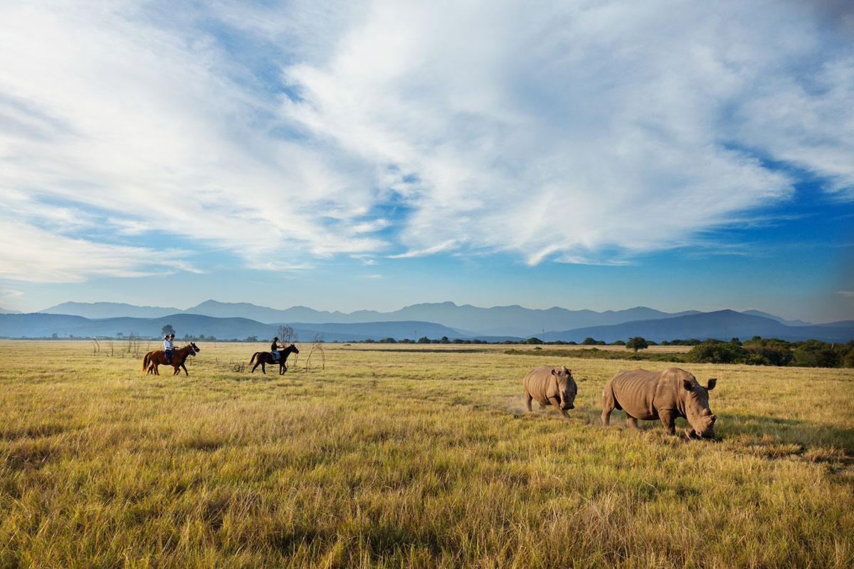 Game Drive-Plettenberg Game Reserve